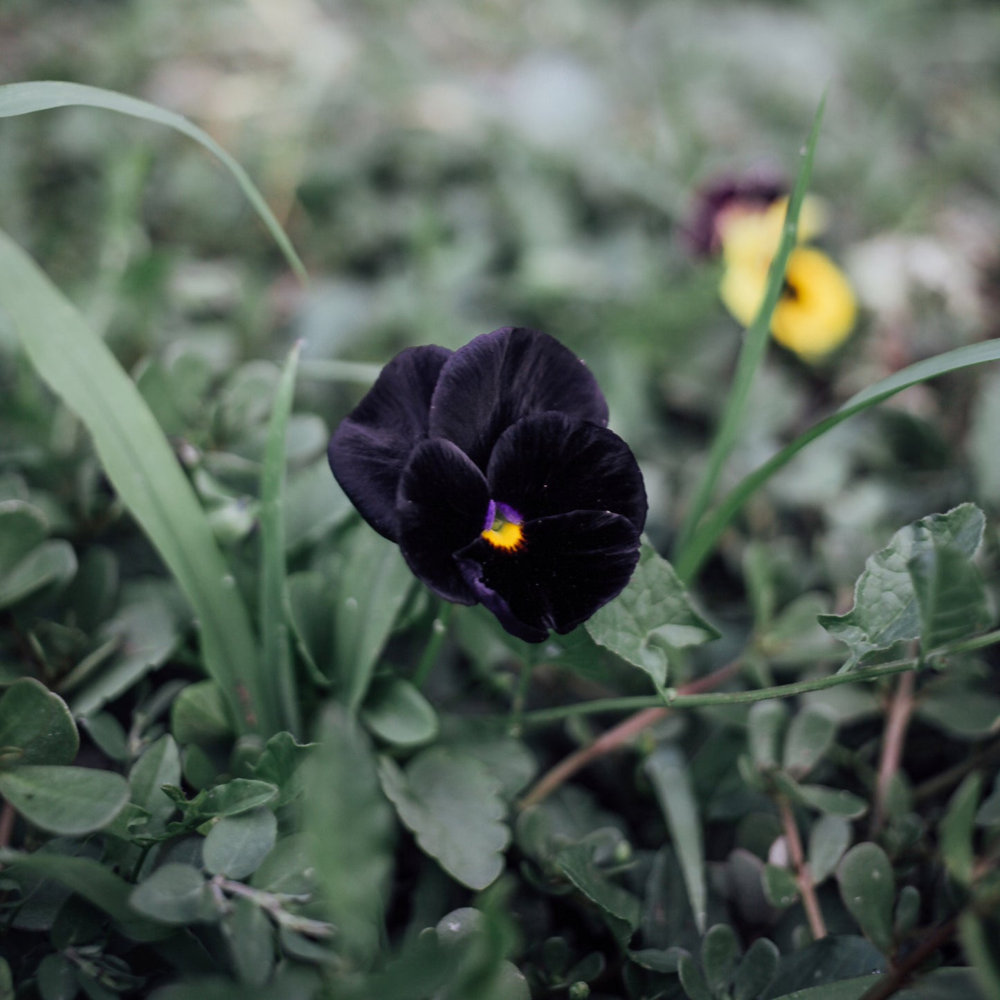 Black and White Viola Bundle: 6 Plants