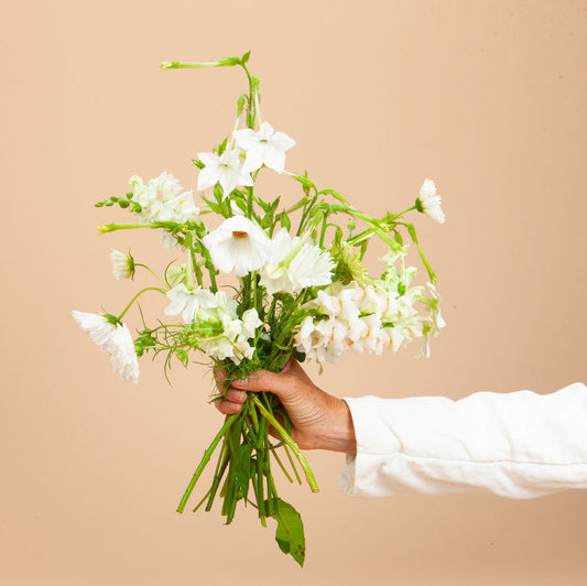 White Moon Seed Bundle