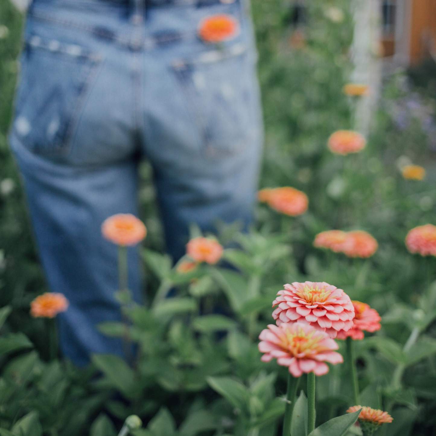 Zinnia Mix Seed Bundle