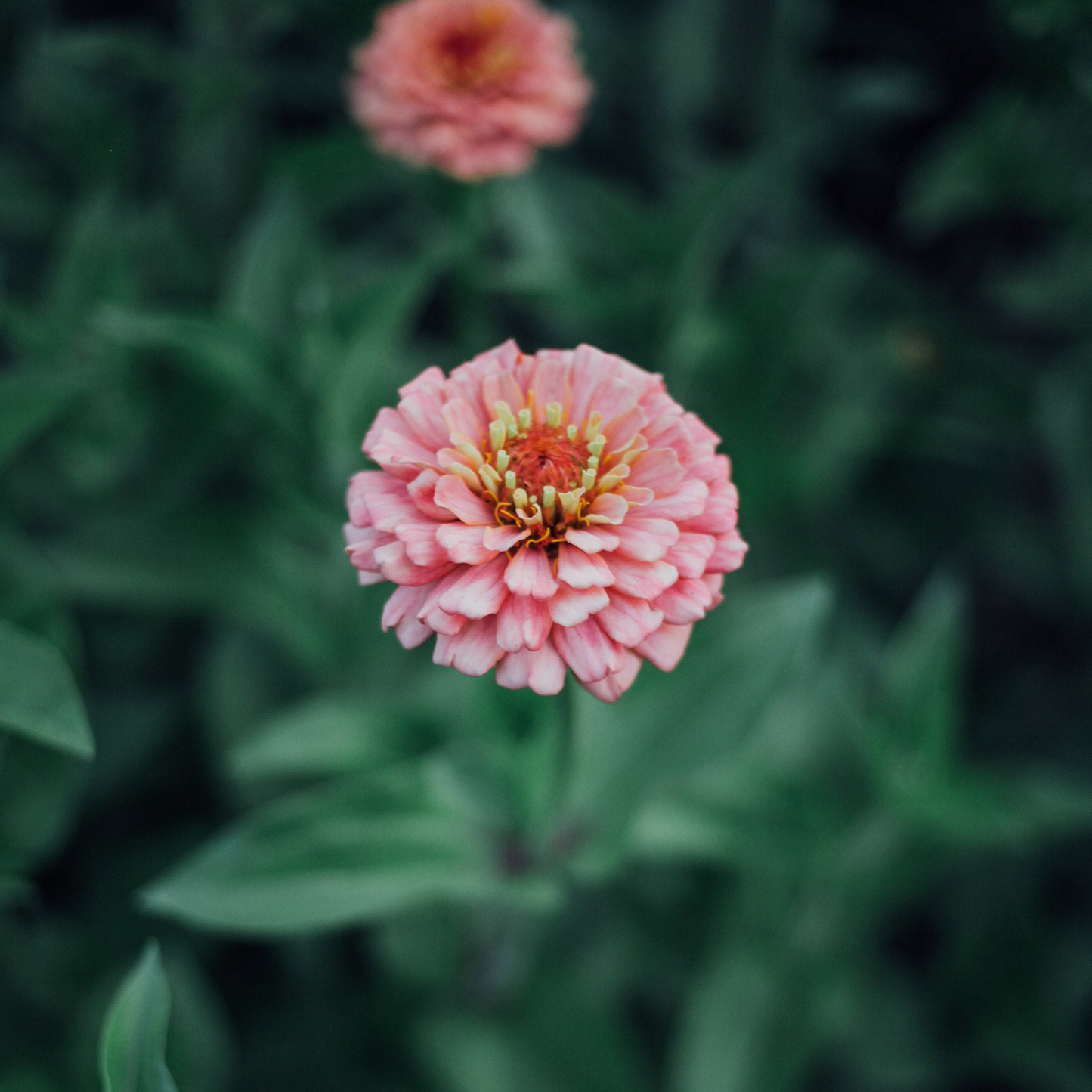 Zinnia Mix Seed Bundle