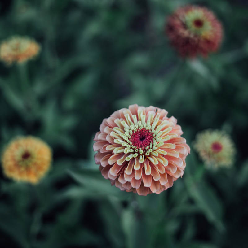 Queen Lime Orange Zinnia Seeds