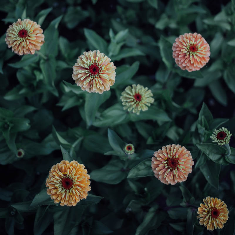 Queen Lime Orange Zinnia Seeds