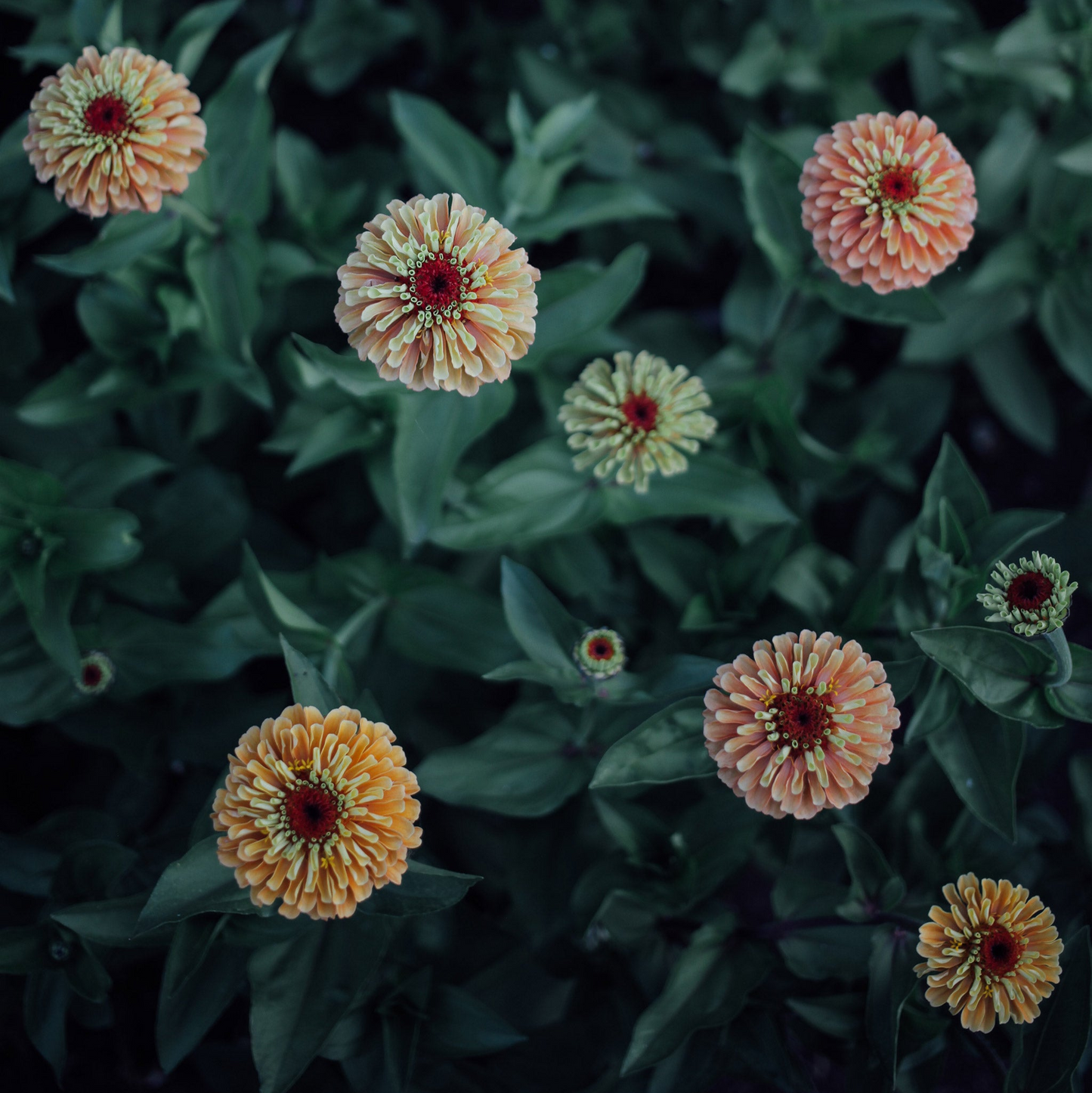 Zinnia Mix Seed Bundle