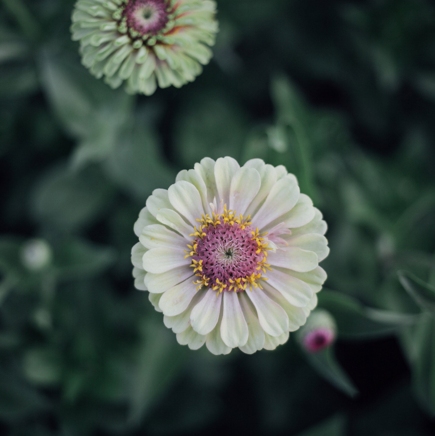 Zinnia Mix Seed Bundle