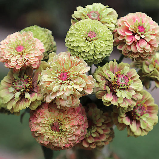 Queen Lime With Blush Zinnia Seeds