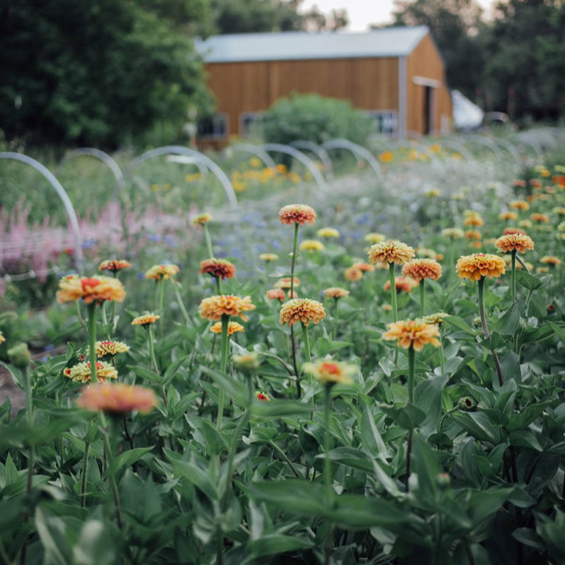 Queen Lime Orange Zinnia Seeds