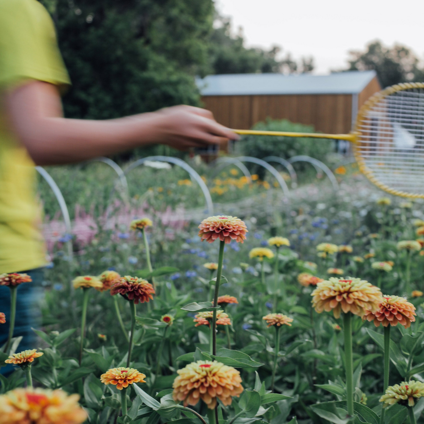 Queen Lime Orange Zinnia Seeds