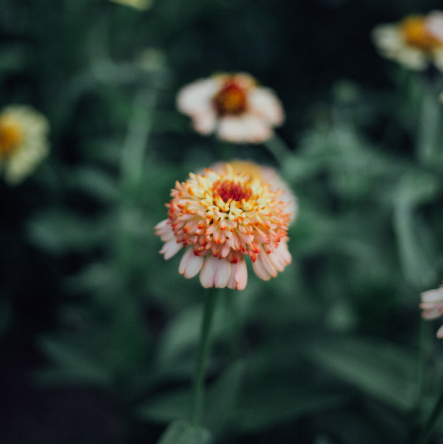 Zinnia Mix Seed Bundle