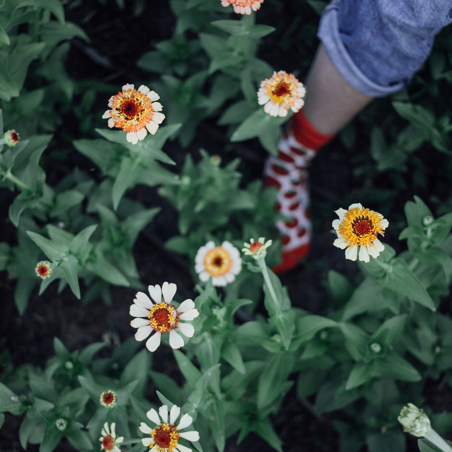 Zinnia Mix Seed Bundle