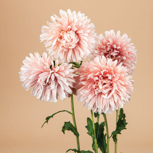 Tower Chamois Apricot Aster Plants