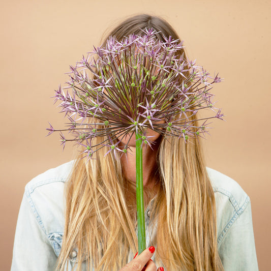 Christophii Allium Bulbs