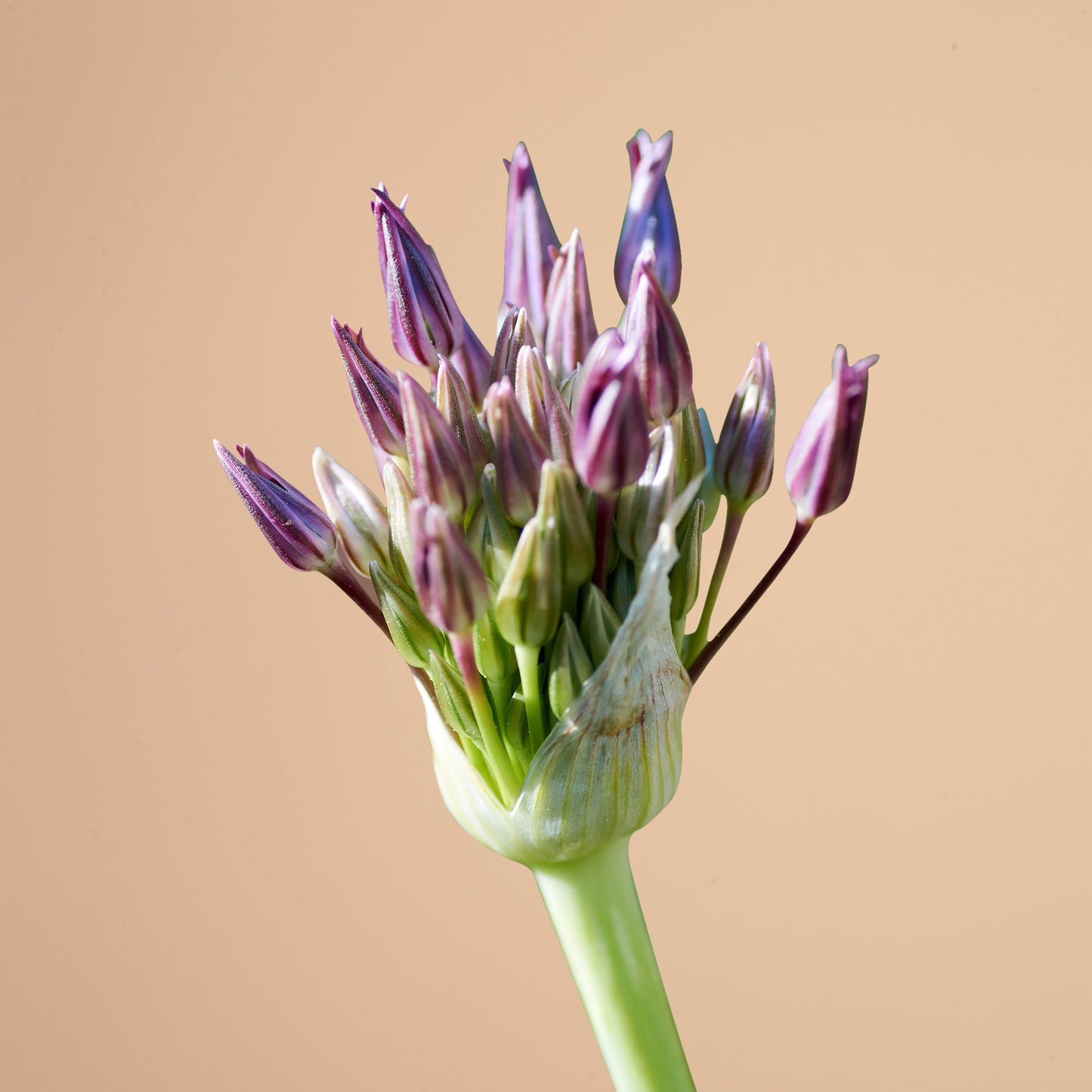 Allium Christophii Bulbs