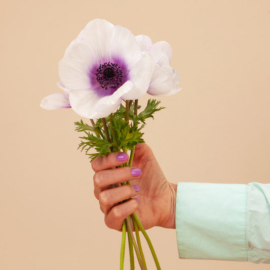 Jerusalem Blue White Anemone Corms