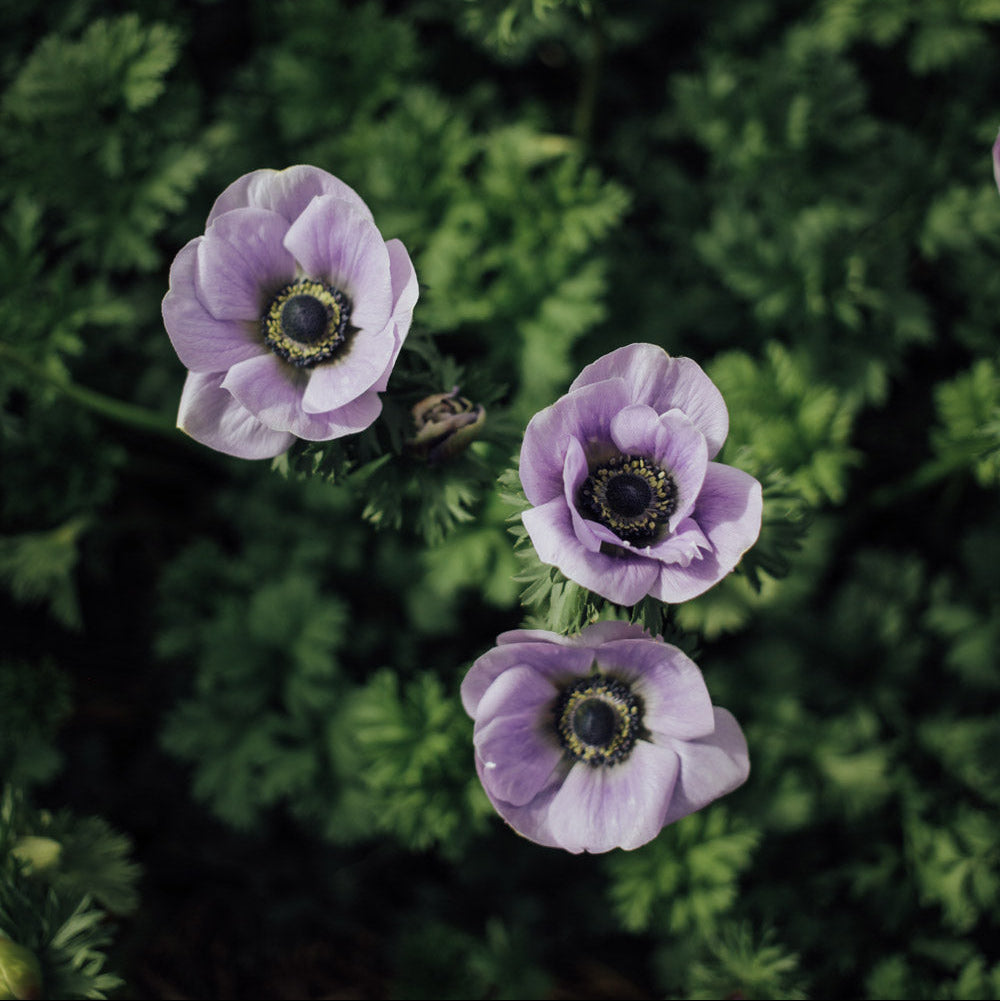 lavender anemone flower Jerusalem Blue White Anemone | 20 Corms