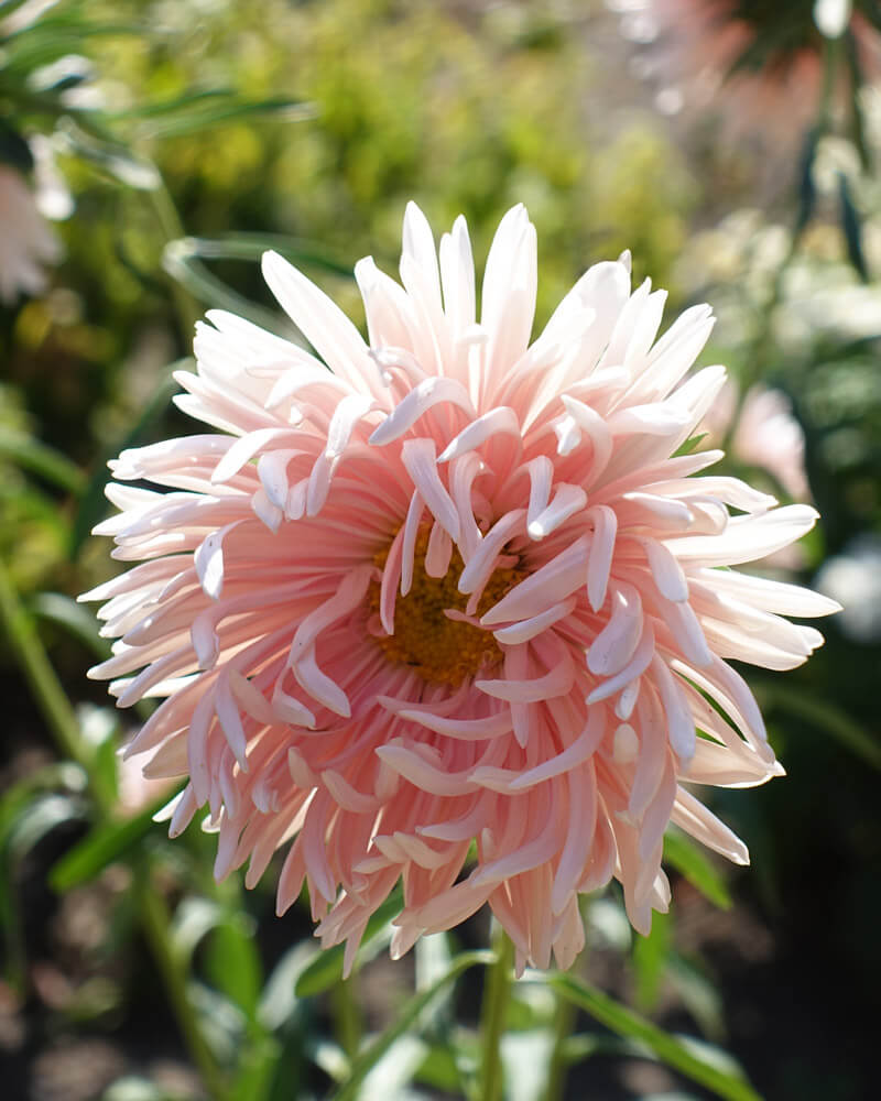 Aster Tower Chamois Apricot