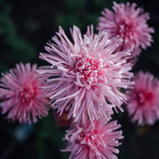 Valkyrie Pink Aster Seeds