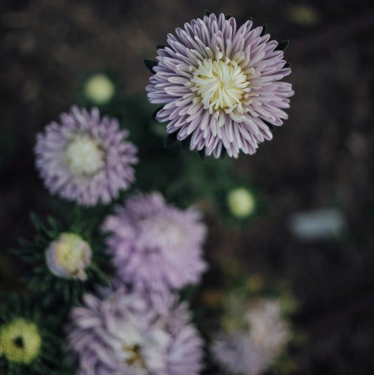 Moonstone Aster Plants