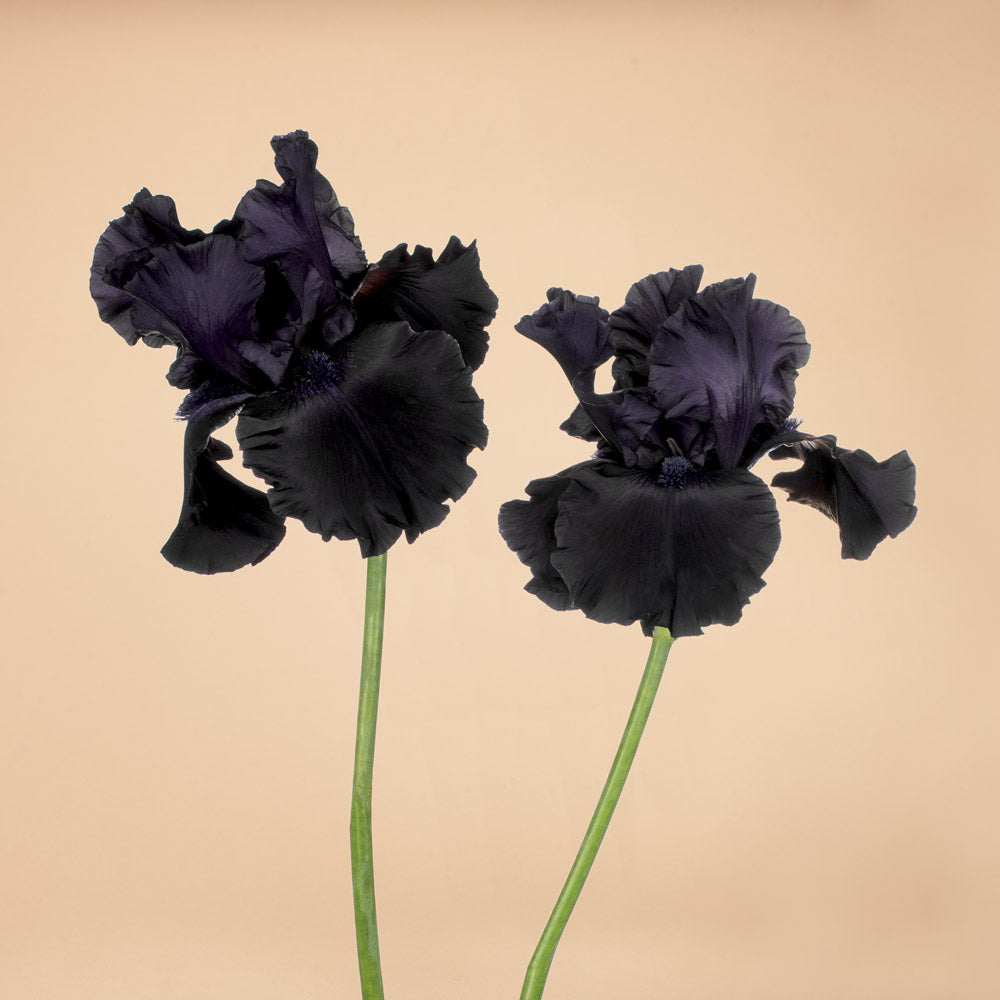 Black Mirror Iris Rhizomes
