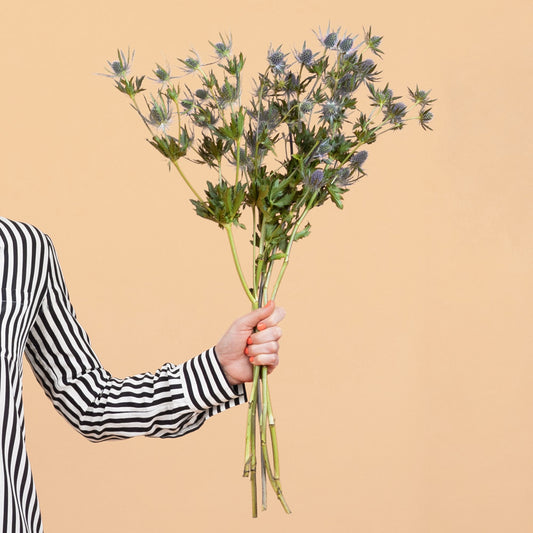 Blue Glitter Eryngium Plants