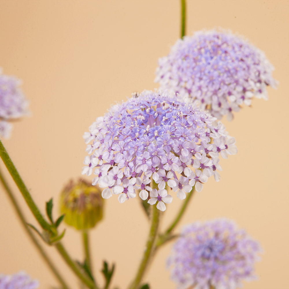 Blue Lace Flower Plants | Plantgem