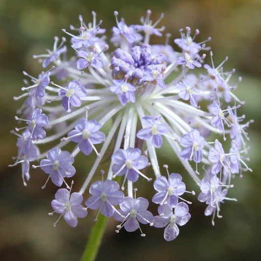 Blue Lace Flower Plants
