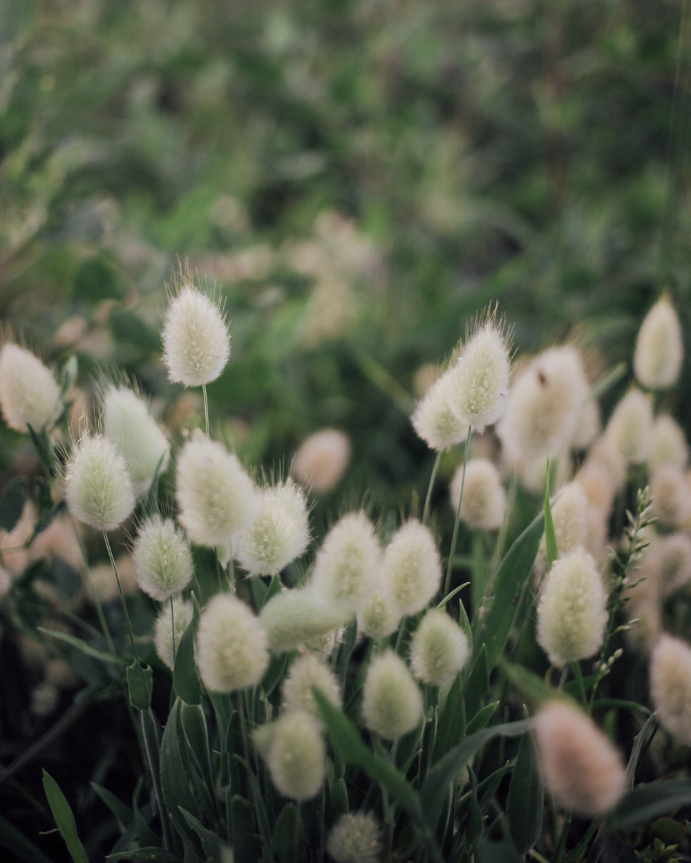 Bunny Tail Grass Seeds