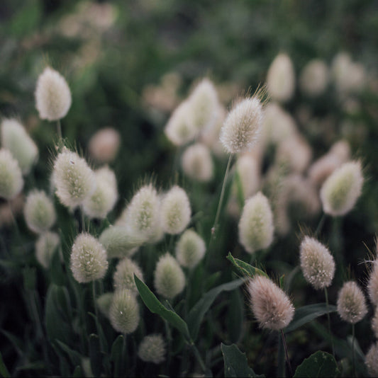 Bunny Tail Grass Plants