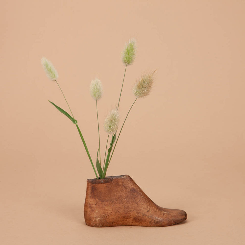 Grass Bunny Tail Seeds Plantgem