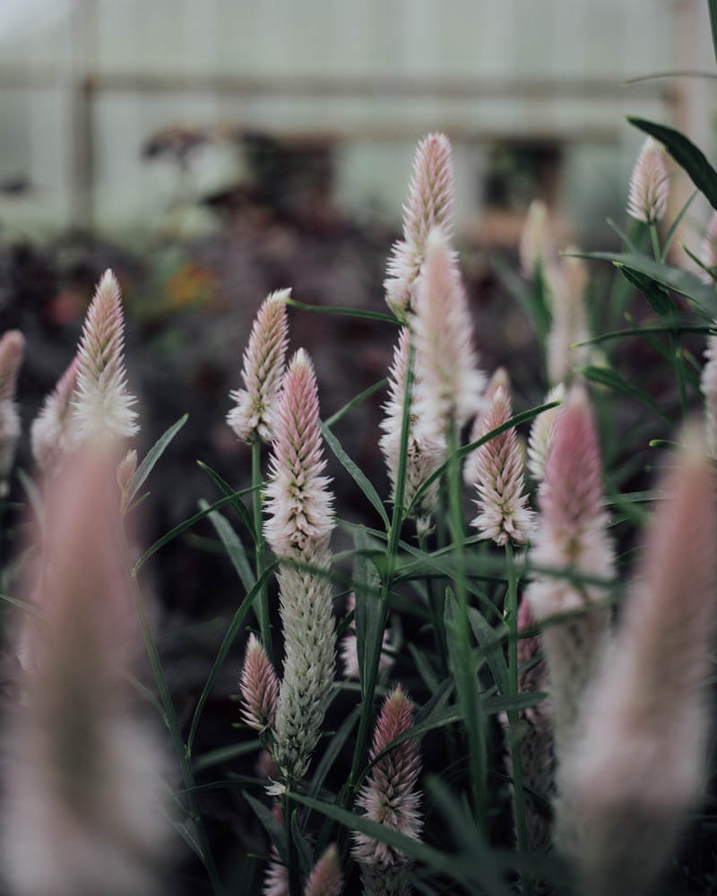 Flamingo Feather Celosia Seeds | Plantgem