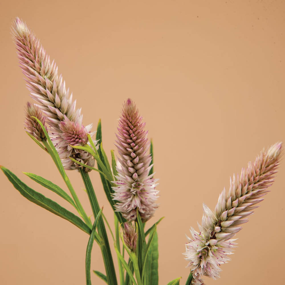 Flamingo Feather Celosia Seeds | Plantgem