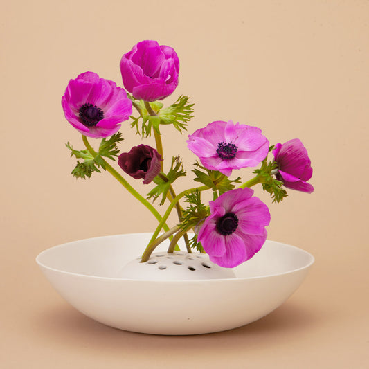 Jerusalem Pink Anemone Corms