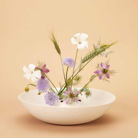Blue Lace Flower Seeds