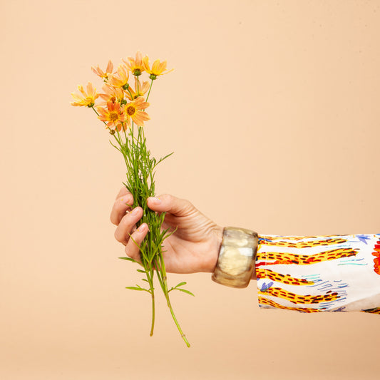 Créme Caramel Coreopsis Plants