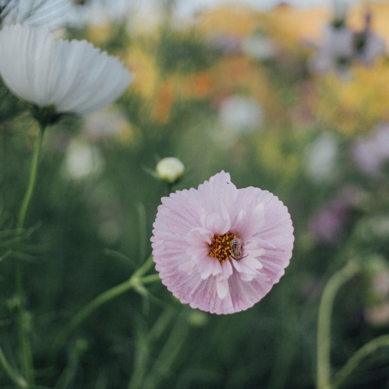 Cupcakes and Saucers Mix Cosmos Plants