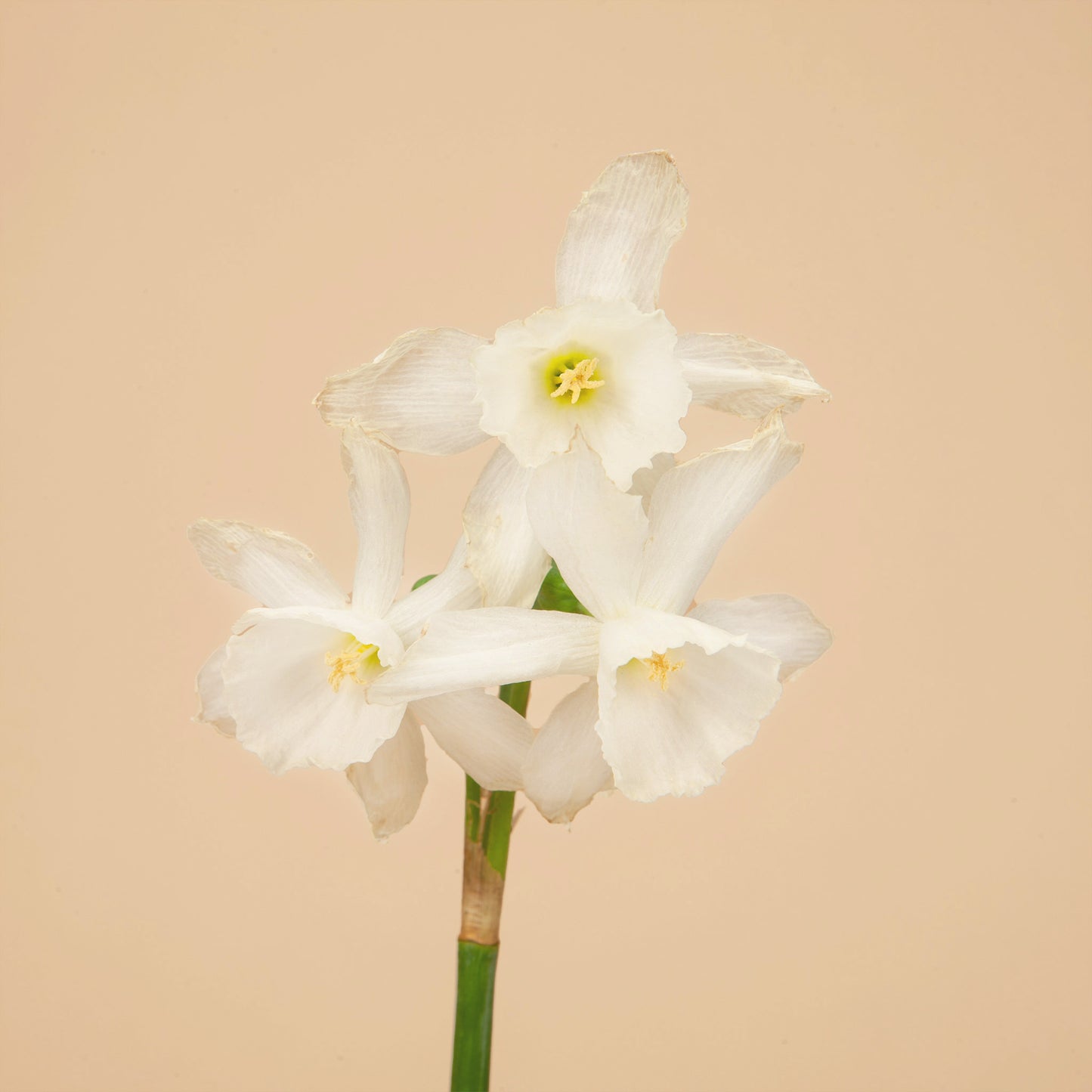 Mini Triandura Thalia Daffodil Bulbs