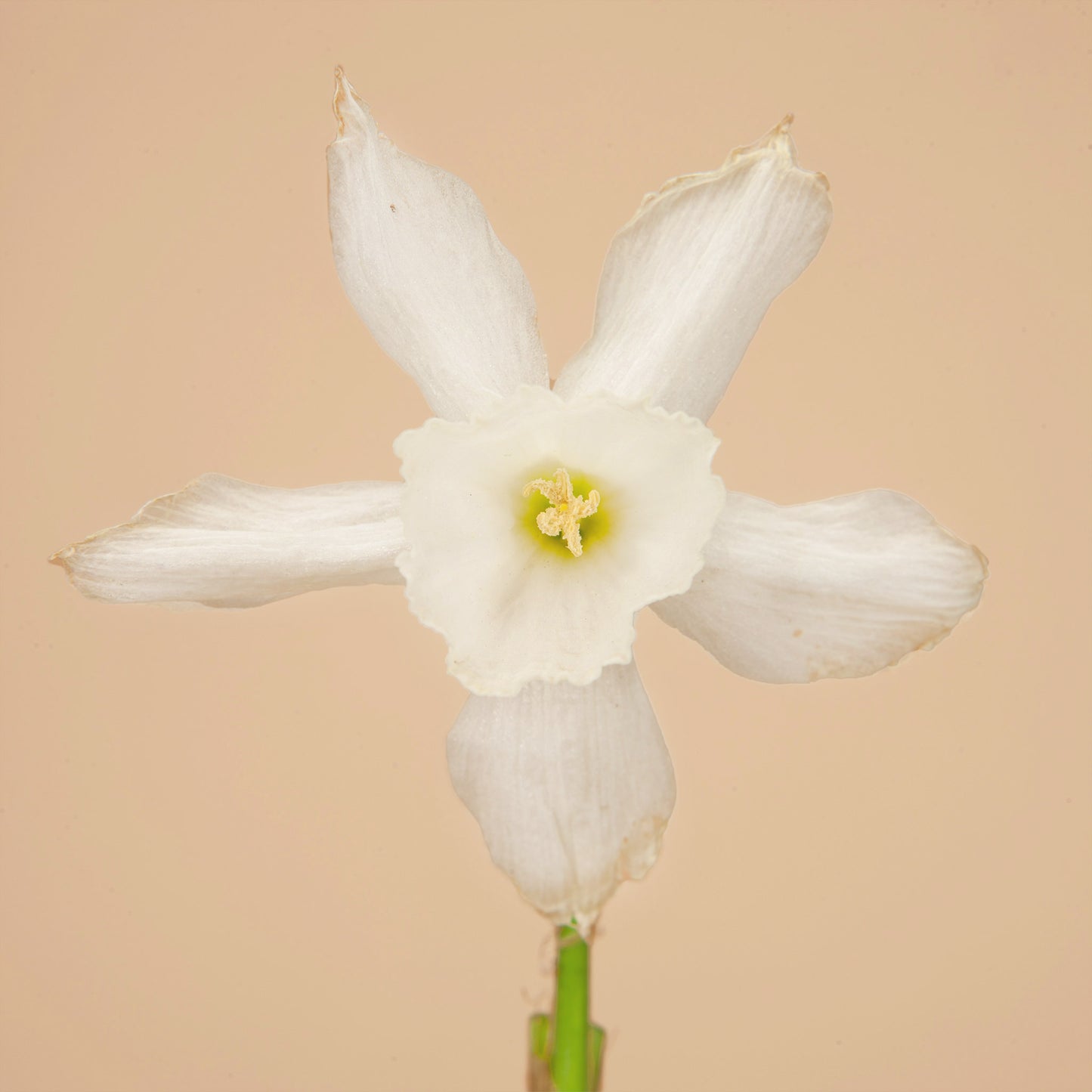 Narcissus Mini Triandura Thalia Bulbs