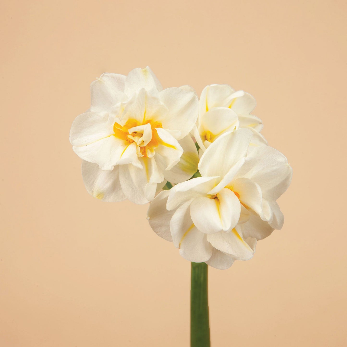 Sir Winston Churchill Daffodil Bulbs