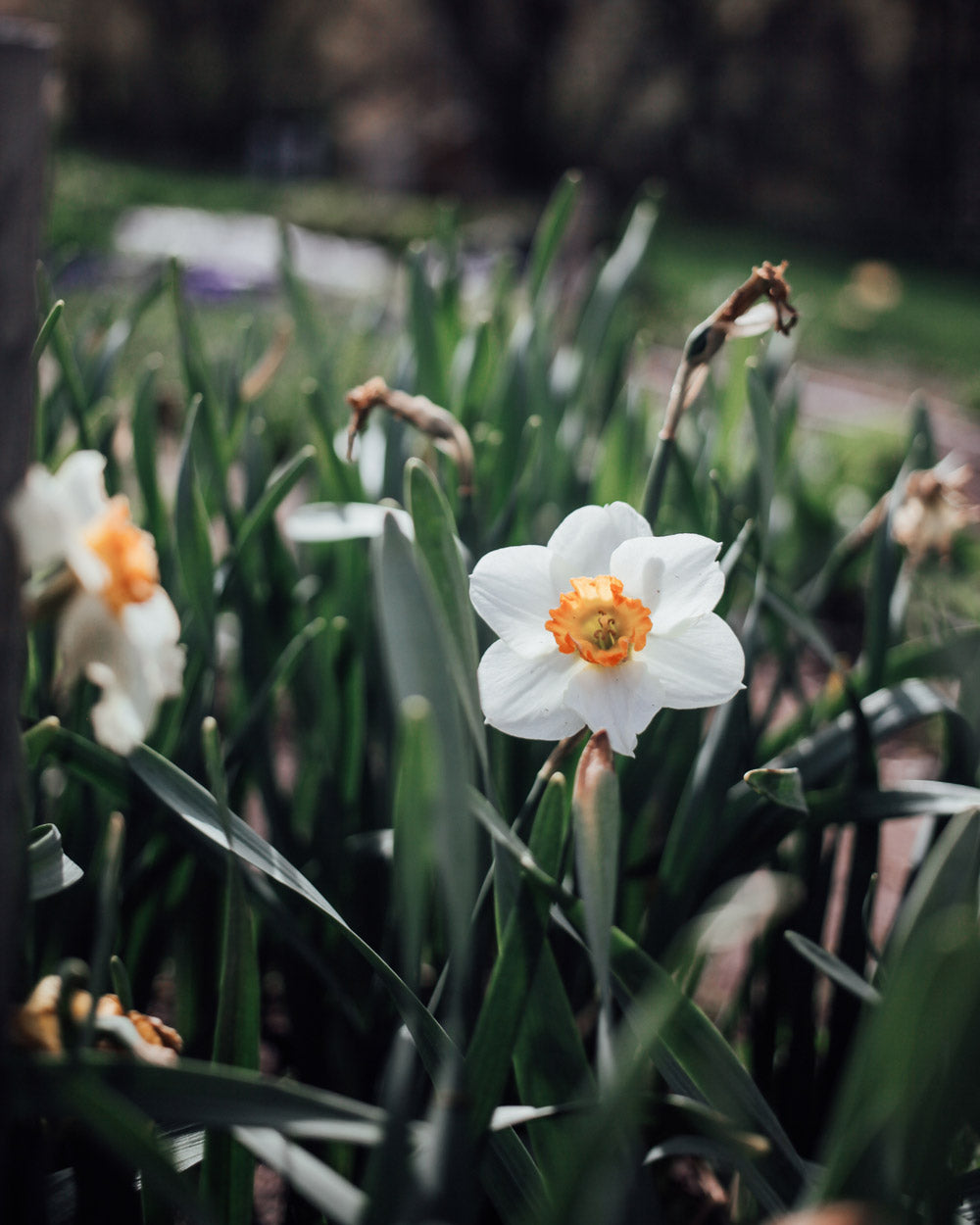 Bell Song Daffodil Bulbs
