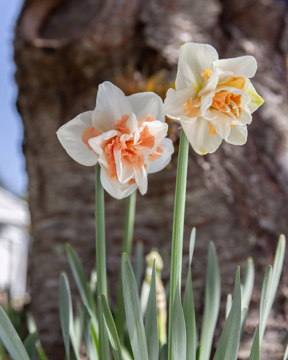 Delnashaugh Daffodil Bulbs