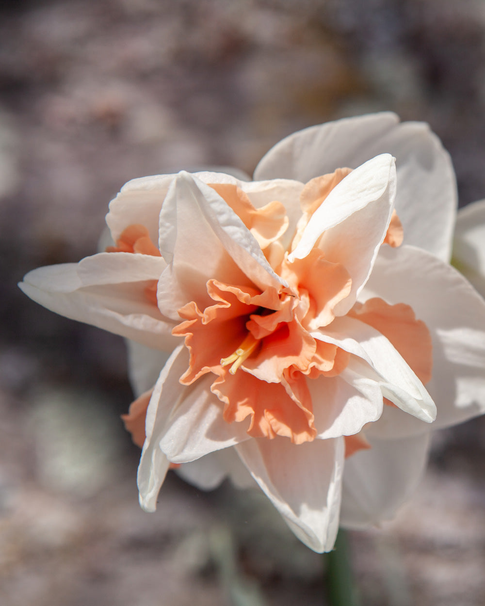 Delnashaugh Daffodil Bulbs