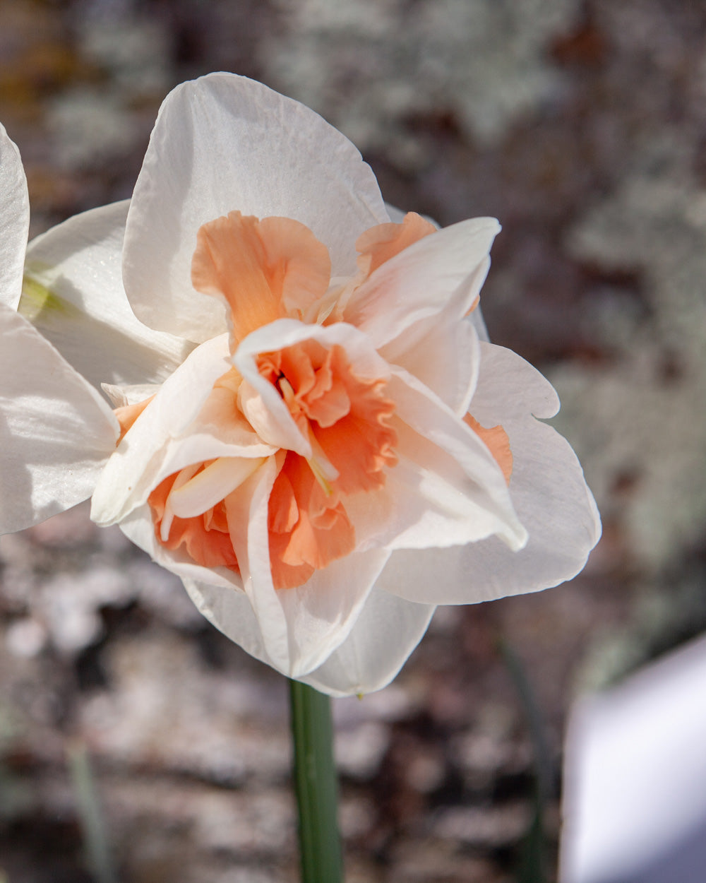 Narcissus Delnashaugh Bulbs