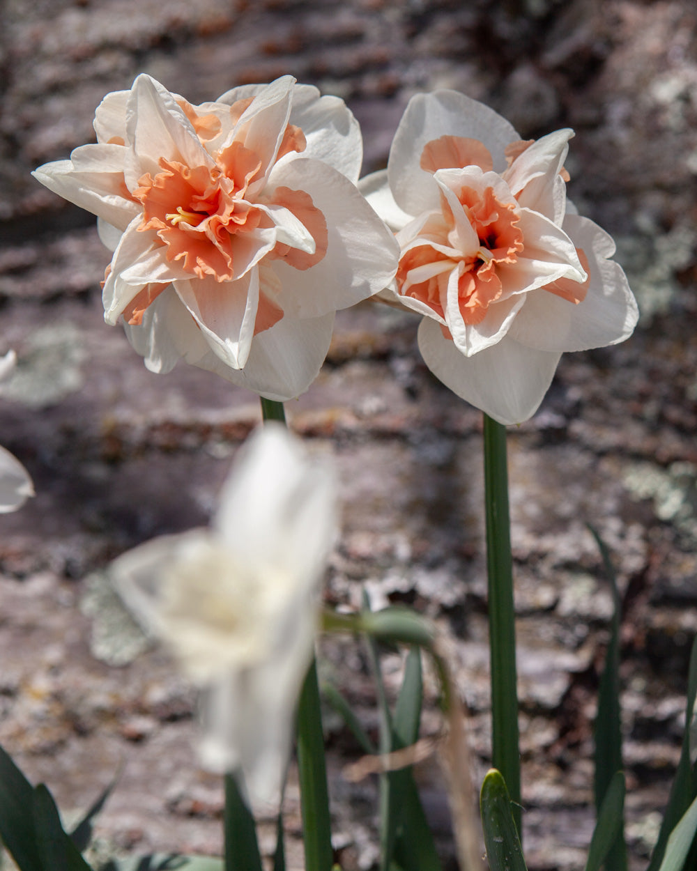 Narcissus Delnashaugh Bulbs