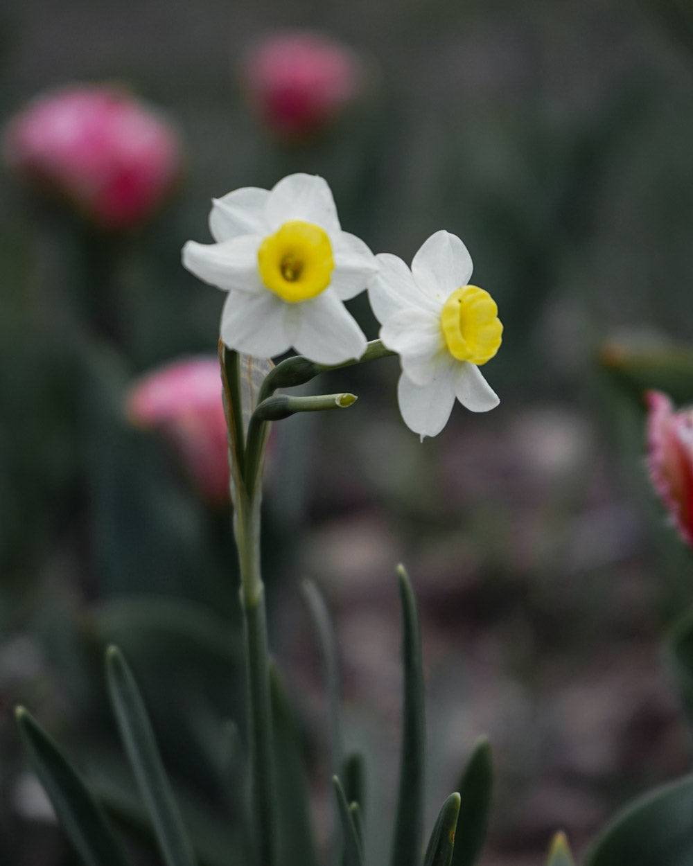 Minnow Daffodil Bulbs