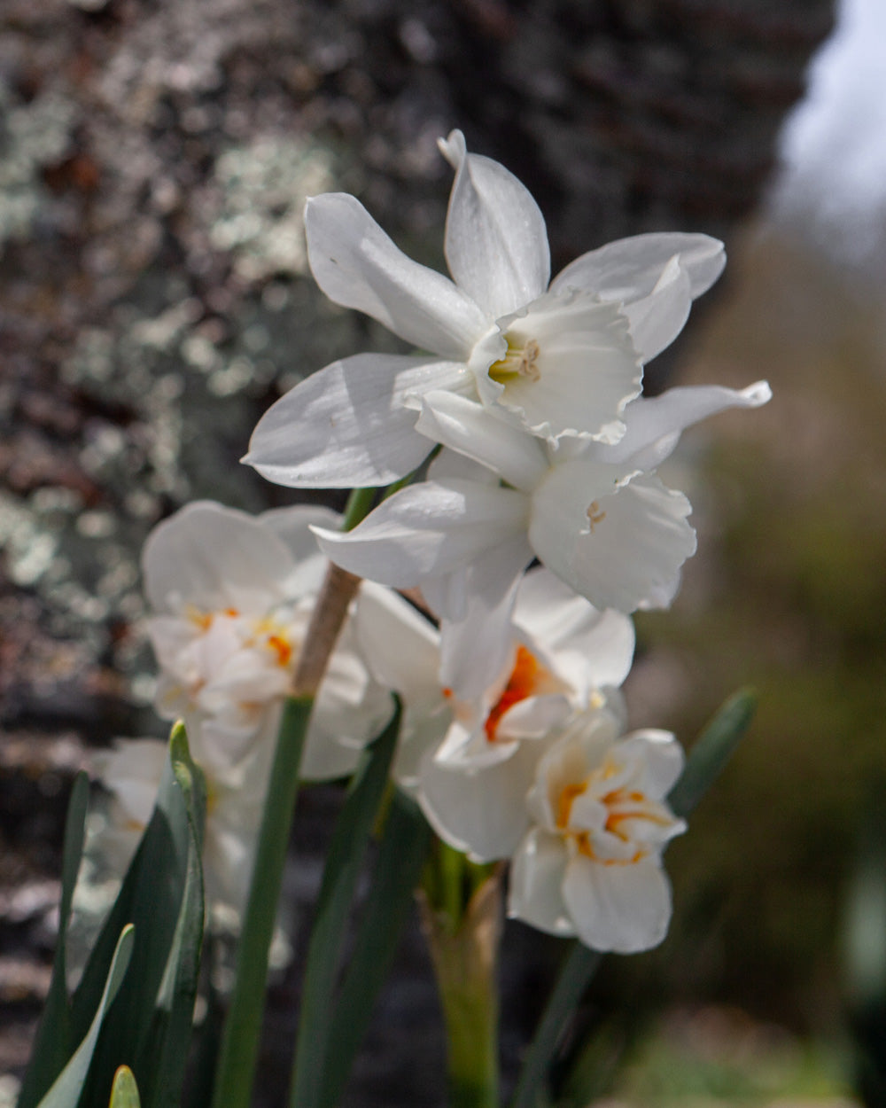 Mini Triandura Thalia Daffodil Bulbs