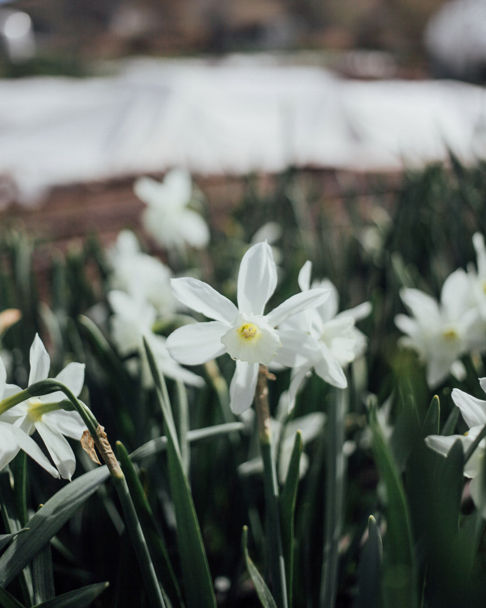 Mini Triandura Thalia Daffodil Bulbs