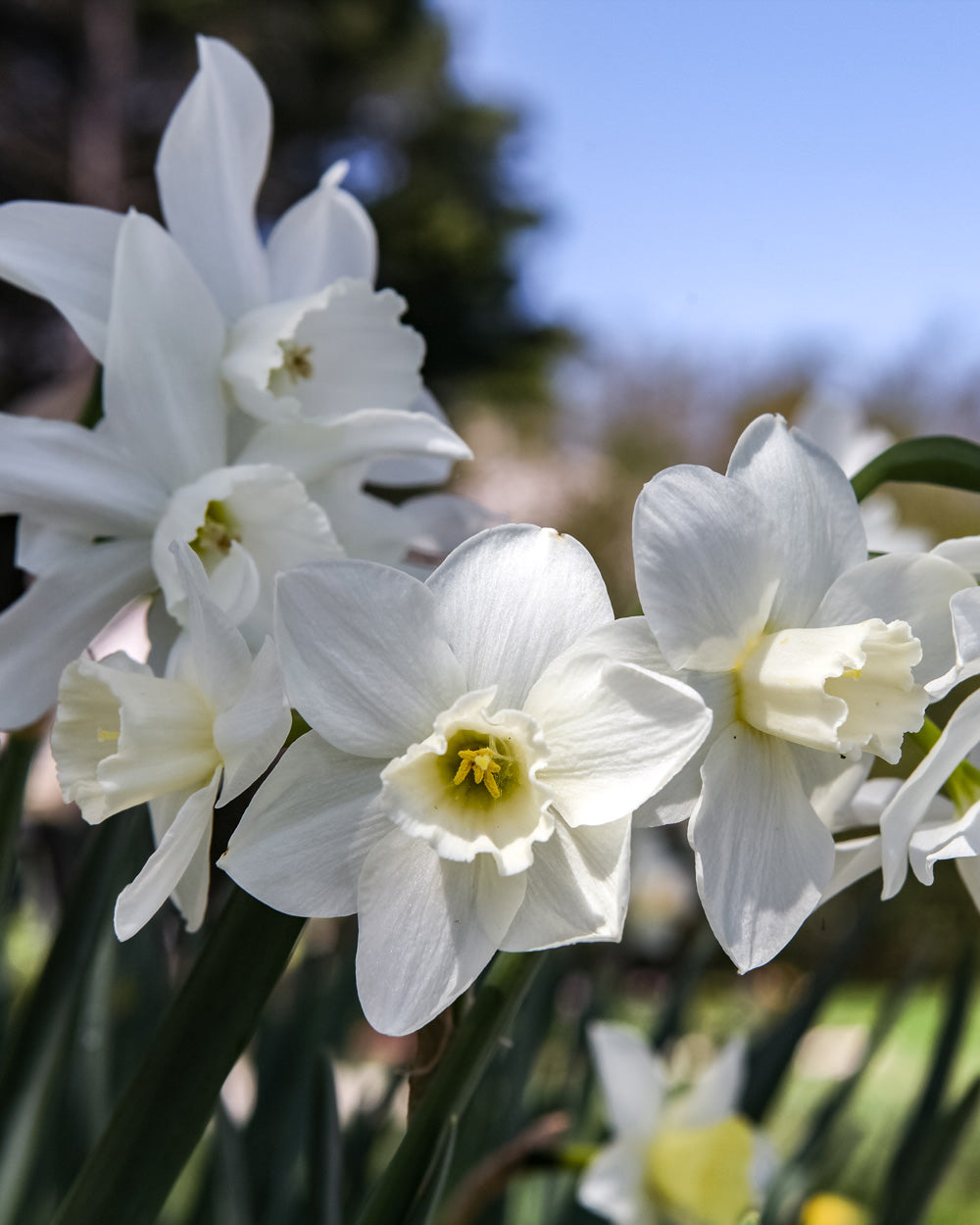 Narcissus Mini Triandura Thalia Bulbs