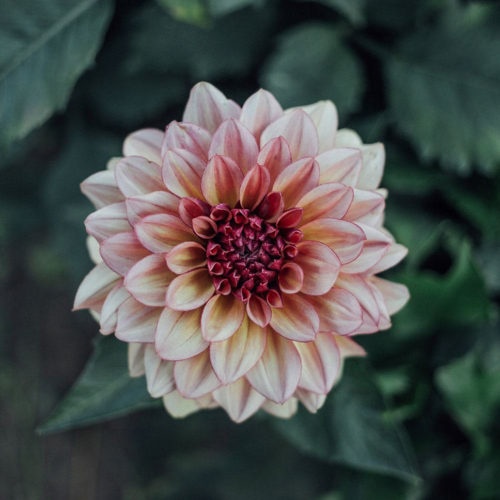 cognac plant Créme de Cognac Dahlia Tubers