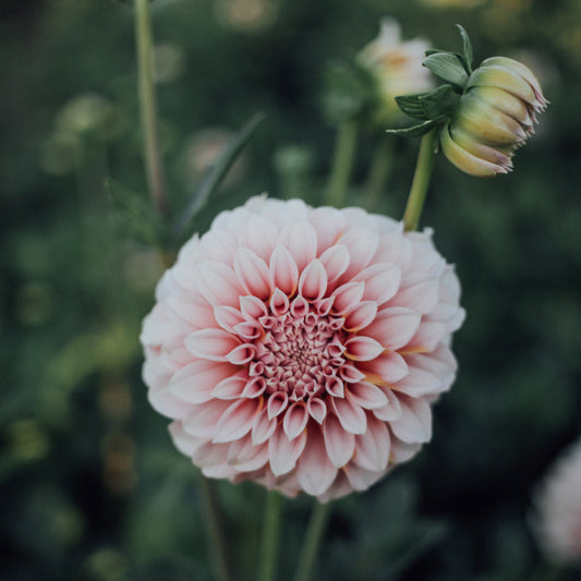 Peaches Dahlia