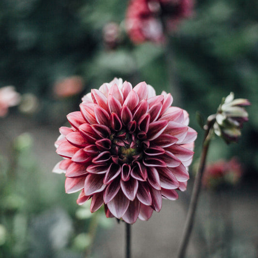 Senior's Hope Dahlia