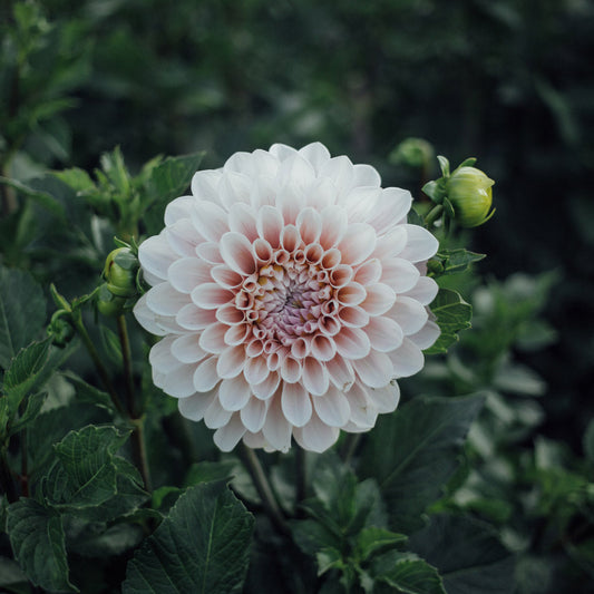 Sweet Nathalie Dahlia